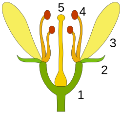 Bluete-Schema.svg